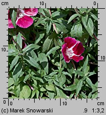 Clarkia amoena ssp. lindleyi (klarkia wdzięczna)