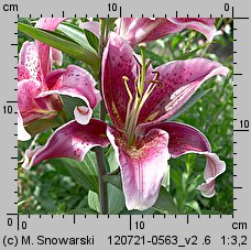 Lilium Stargazer