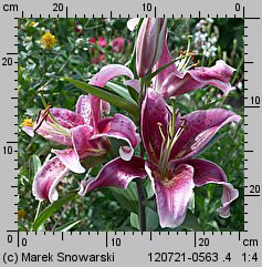 Lilium Stargazer