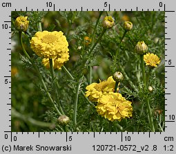 Chrysanthemum coronarium (złocień wieńcowy)