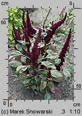 Amaranthus cruentus (szarłat wyniosły)