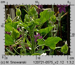 Malope trifida (ślęzawa trójwrębna)