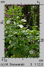 Malope trifida (ślęzawa trójwrębna)