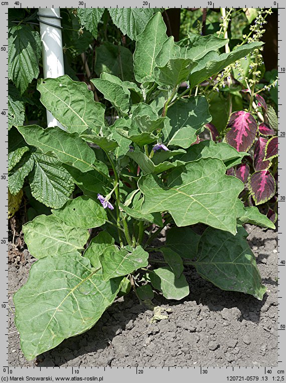 Solanum melongena odm. ozdobna (oberżynka)