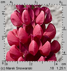 Lupinus hybridus Gallery Red