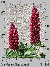 Lupinus hybridus Gallery Red