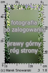 Salvia abrotanoides (perowskia bylicowata)