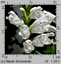 Physostegia virginica (odętka wirginijska)