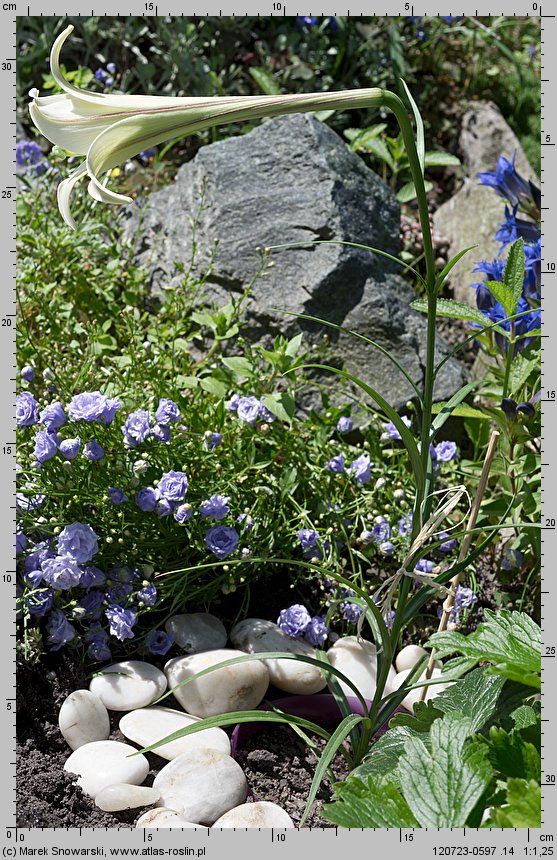 Lilium formosanum (lilia tajwańska)