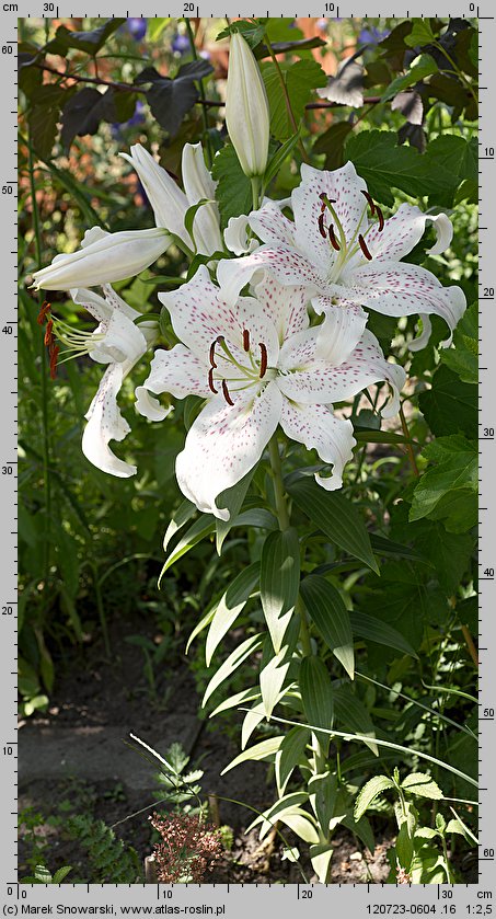 Lilium Extravaganza