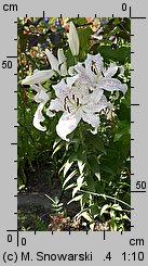 Lilium Extravaganza