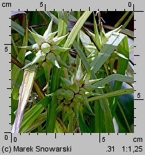 Carex grayi (turzyca Graya)