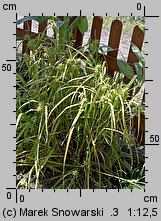 Carex grayi (turzyca Graya)