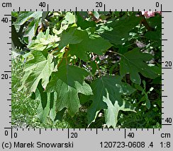 Hydrangea quercifolia (hortensja dębolistna)