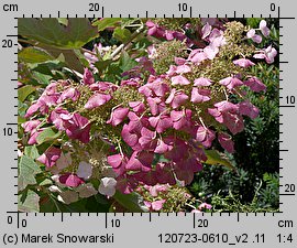 Hydrangea quercifolia (hortensja dębolistna)