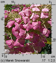 Hydrangea quercifolia (hortensja dębolistna)