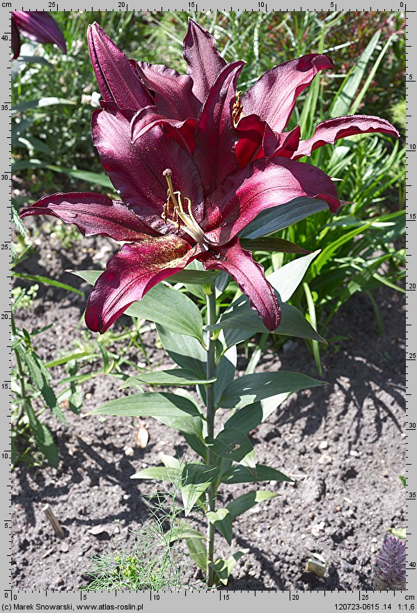 Lilium Firebolt