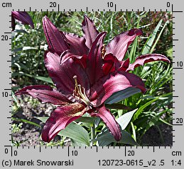 Lilium Firebolt