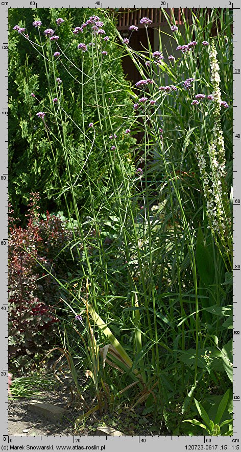 Verbena bonariensis (werbena patagońska)