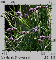 Verbena bonariensis (werbena patagońska)