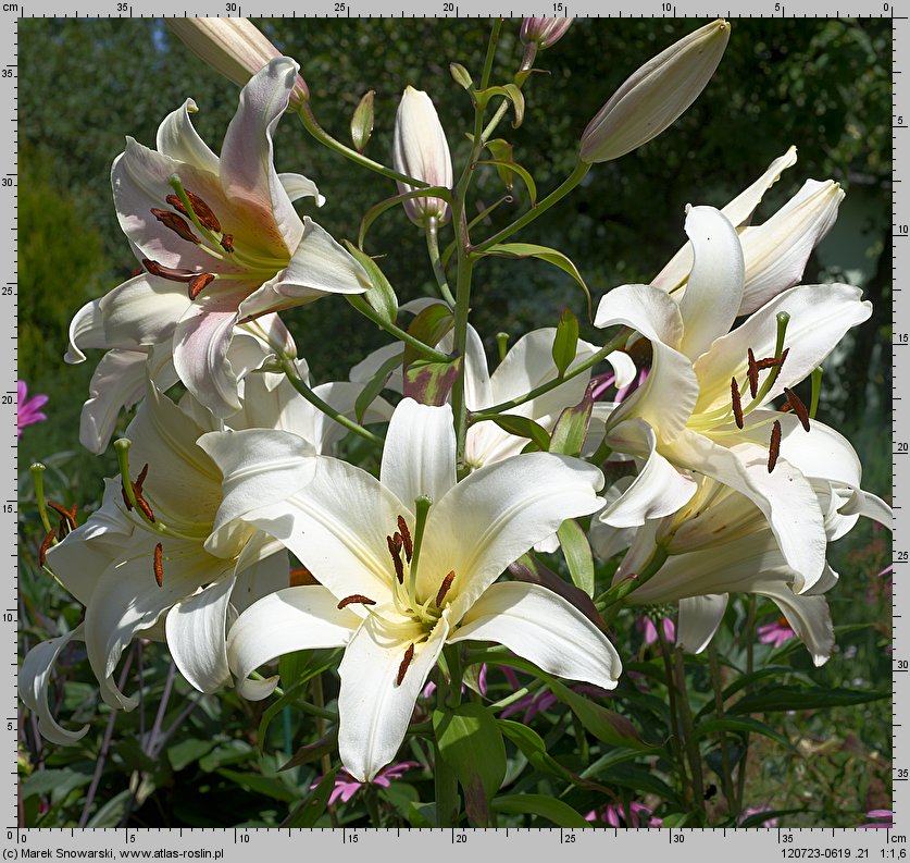 Lilium Urandi