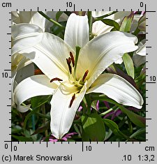 Lilium Urandi