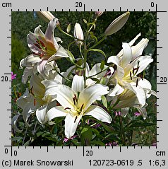 Lilium Urandi