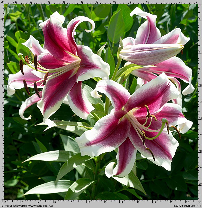 Lilium Flashpoint