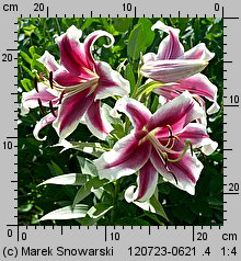 Lilium Flashpoint