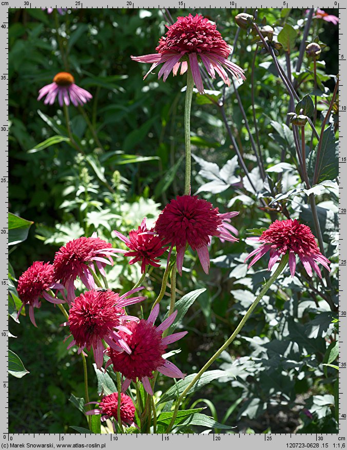 Echinacea Secret Passion