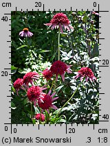 Echinacea Secret Passion