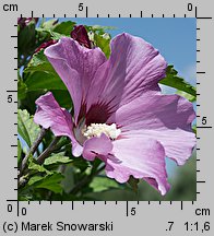 Hibiscus syriacus (ketmia syryjska)