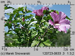 Hibiscus syriacus (ketmia syryjska)