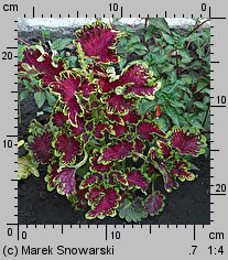 Solenostemon scutellarioides (koleus Blumego)
