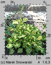 Solenostemon scutellarioides (koleus Blumego)