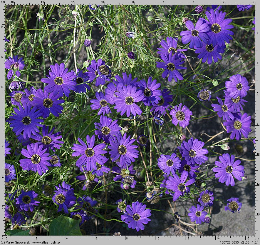 Brachyscome iberidifolia (czubatka ubiorkolistna)