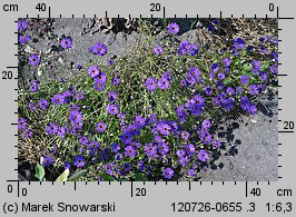 Brachyscome iberidifolia (czubatka ubiorkolistna)