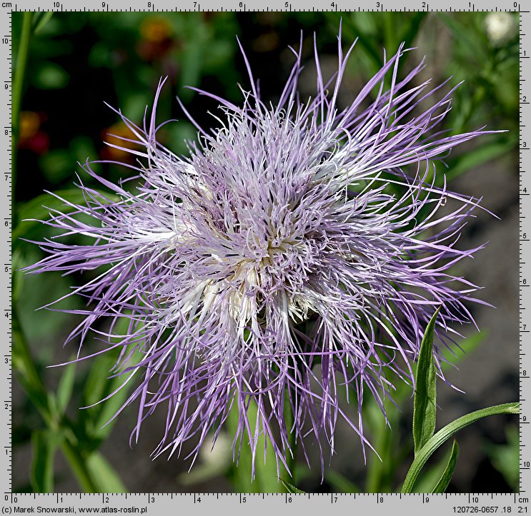 Centaurea americana (chaber amerykański)