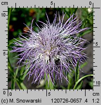 Centaurea americana (chaber amerykański)