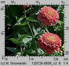 Zinnia elegans (cynia wytworna)