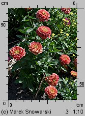 Zinnia elegans (cynia wytworna)