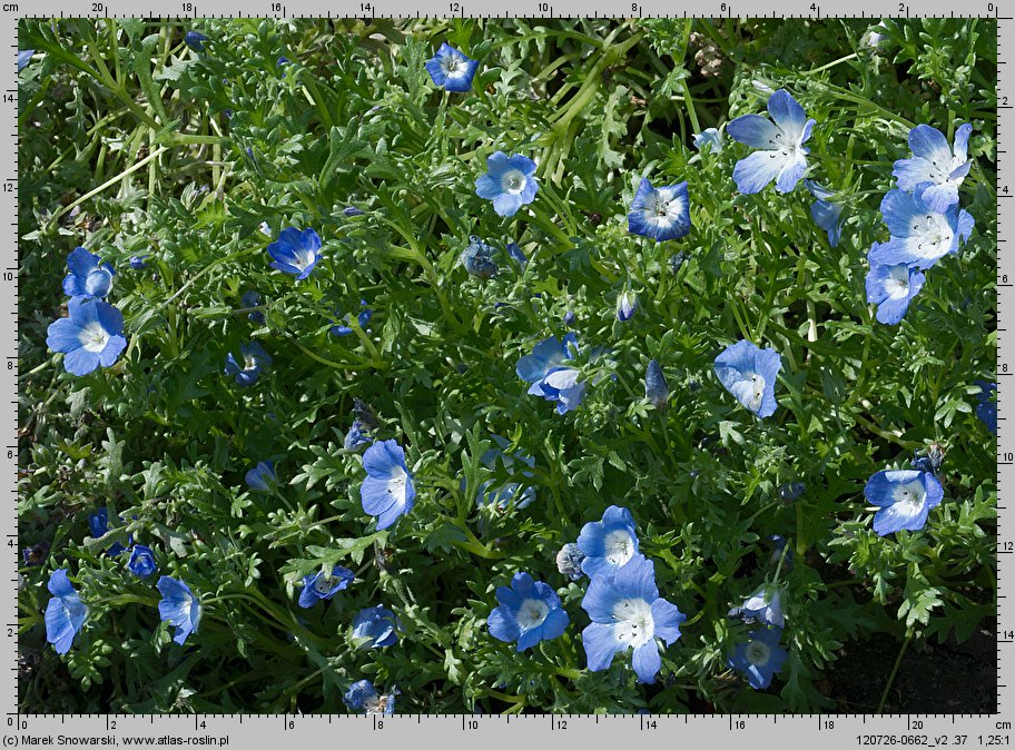 Nemophila menziesii (porcelanka błękitna)