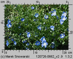 Nemophila menziesii (porcelanka błękitna)