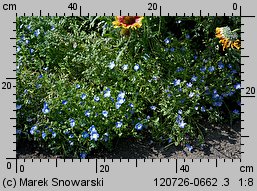 Nemophila menziesii (porcelanka błękitna)