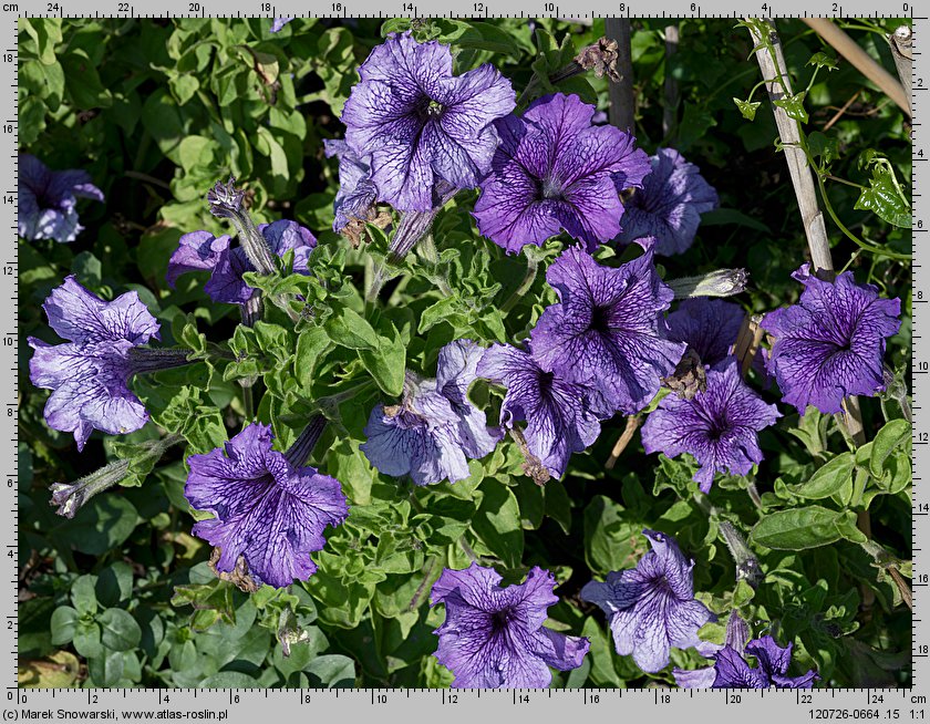 Petunia ×atkinsiana (petunia ogrodowa)