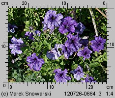 Petunia ×atkinsiana (petunia ogrodowa)