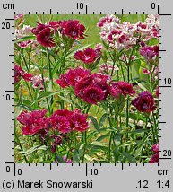 Dianthus chinensis (goździk chiński)