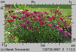 Dianthus chinensis (goździk chiński)