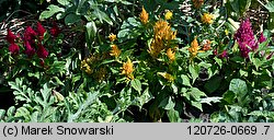 Celosia argentea var. plumosa (celozja srebrzysta odm. pierzasta)