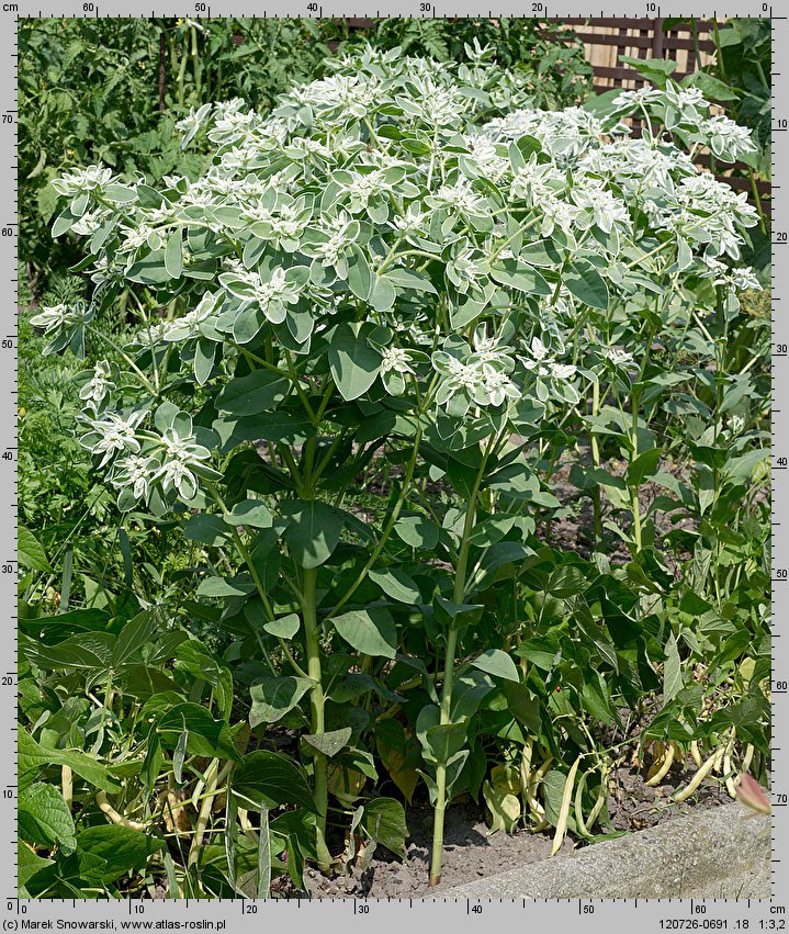 Euphorbia marginata (wilczomlecz obrzeżony)